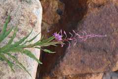 Epilobium angustifolium